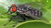 Sarcophaga sp.